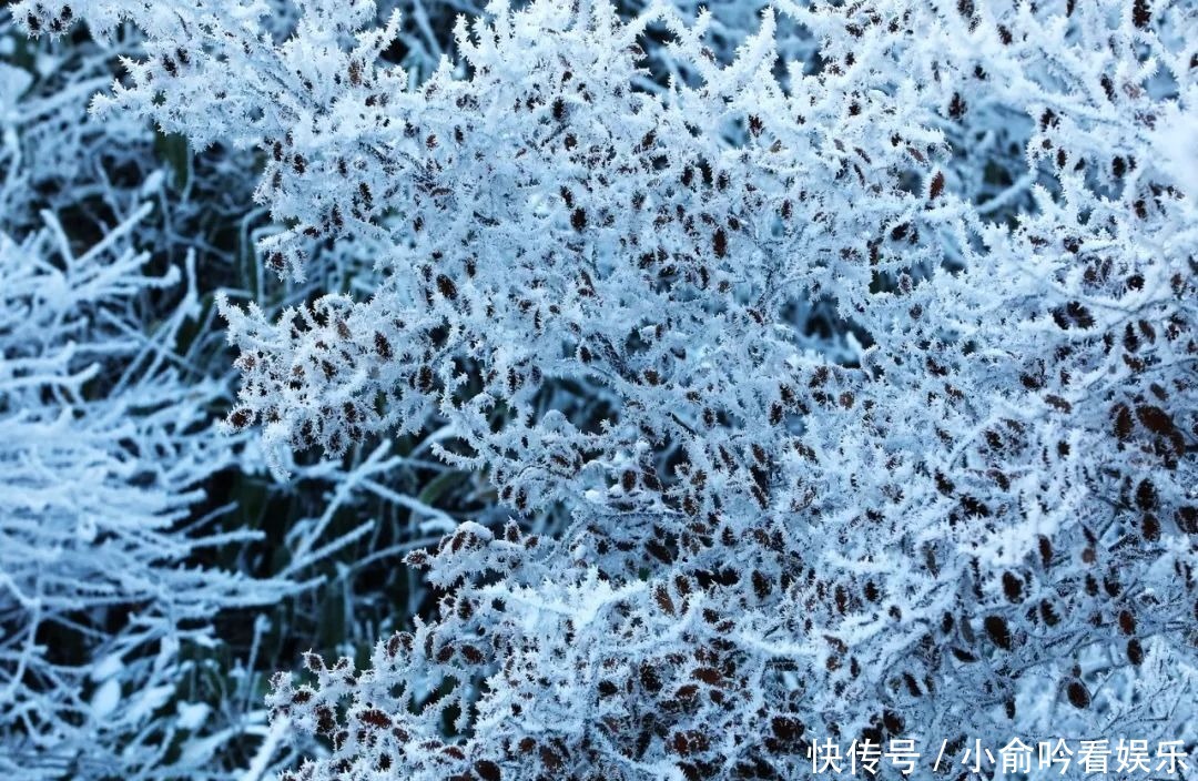 雪景|遂昌大美雪景图！让你一次看个够