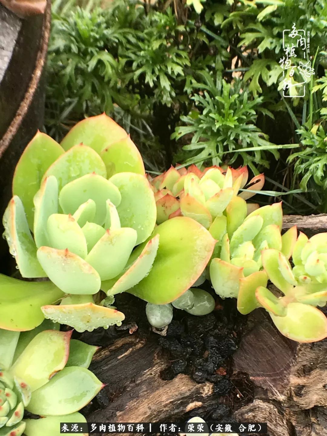 初秋时节，度夏后的多肉陆续回归！偷偷上了一层淡妆！