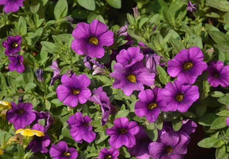 这种花是花中劳模,一年四季开花不断,花香四溢飘满屋,美爆了