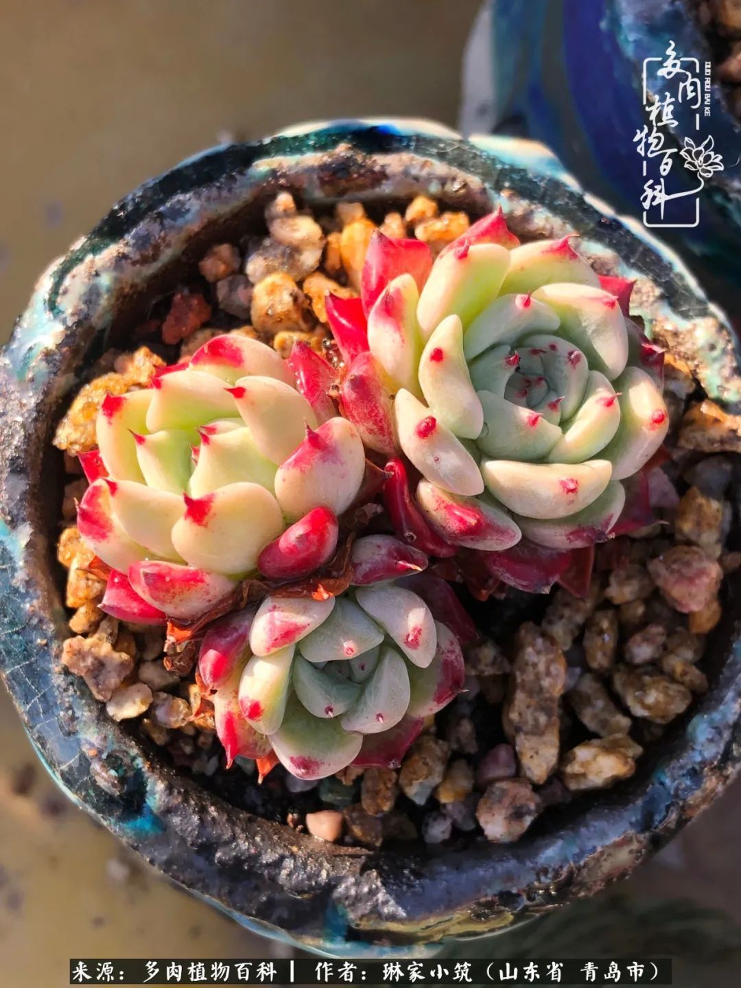 多肉|有史以来最厉害的一场寒潮，治好了我养多肉这些年的“坏毛病”