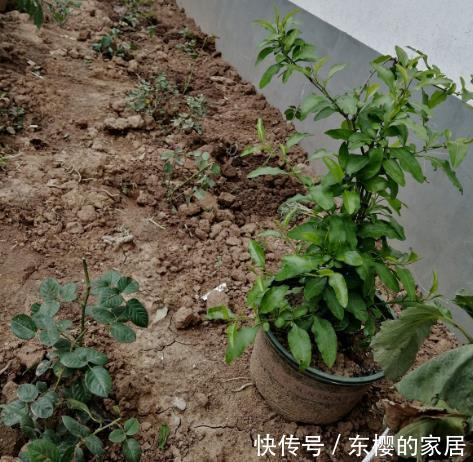 月季|学会养护5步法,月季嗖嗖满架爬,整面花墙太好看