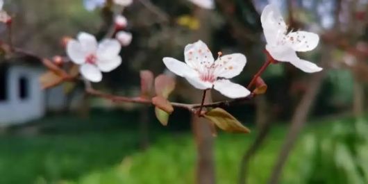 结香、茶花、喷雪花……醉白春色如此撩人，还不快来！专属免票福利