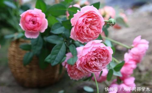 养分|月季花开花越来越少？教你这样做，新芽笋芽一起长，秋天花量翻倍