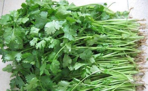 煮水|香菜煮水功效高,不出半月,几大好处不请自来,给身体洗个澡