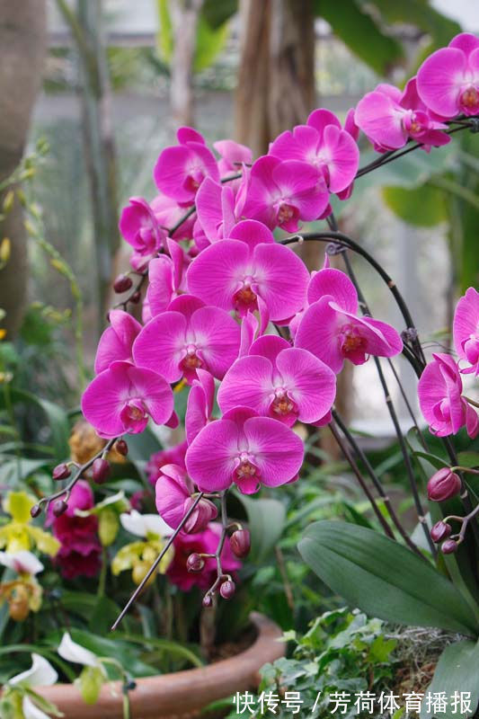 家养这些植物,阳台开出花海,花型别致可爱,花色清新淡雅