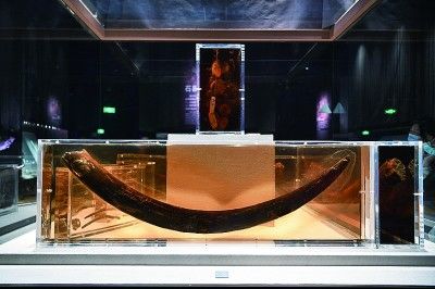 三星堆|三星堆，一枚古蜀文明的“时空胶囊”