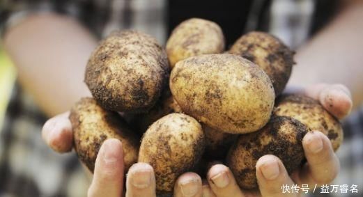 2害|土豆百利但有2害,危害极大,很多人不清楚,直到现在才明白