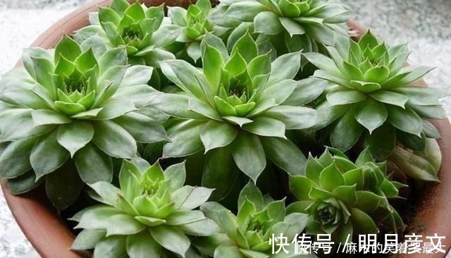 姬胧月|这“三多肉”是爆崽小能手，遇水疯长“寓意好”，却被当作低端货！