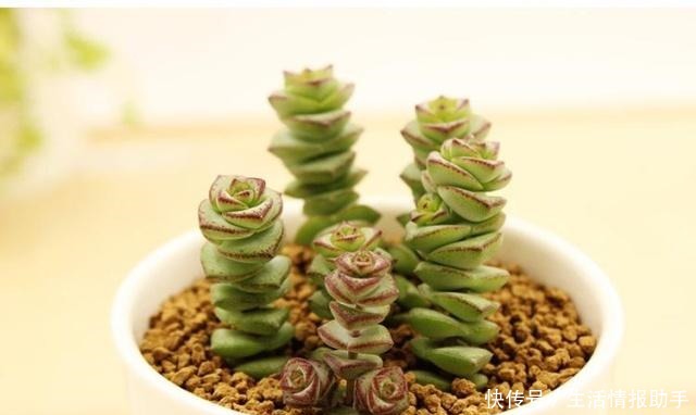 适合新手养的5种多肉,摆在阳台上,越长越美!