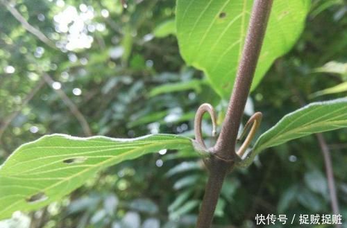 吊藤|农村这野草供不应求,农民却当杂草烧,殊不知一斤22价格还在涨