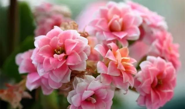 长寿花养植方法