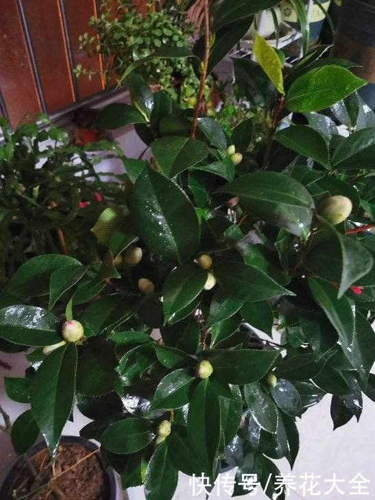 刚买回家的花，花市老板都让浇水，到底什么原理？