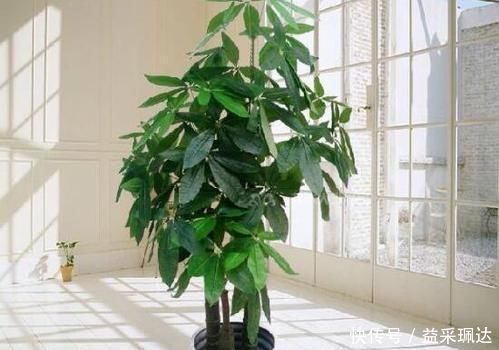 4种花不能多浇水,少浇水反而不烂根,长得旺,是懒人盆栽的福音