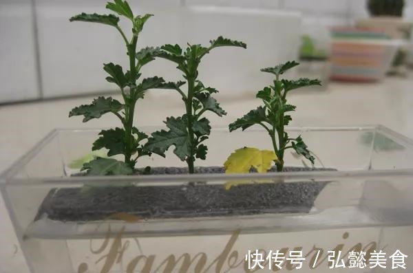 水培|3种枝条泡水里,10天长根,一次开花100朵,水培成活率更高!