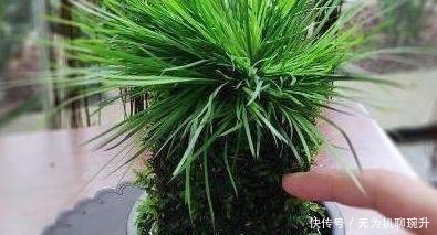 养花难不难?老花匠说:难的是养土,学会2个小诀窍,养好花不难