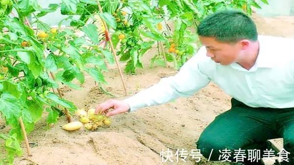土豆|土豆嫁接西红柿，花盆长满土豆，枝上挂满西红柿，换着吃，特新鲜