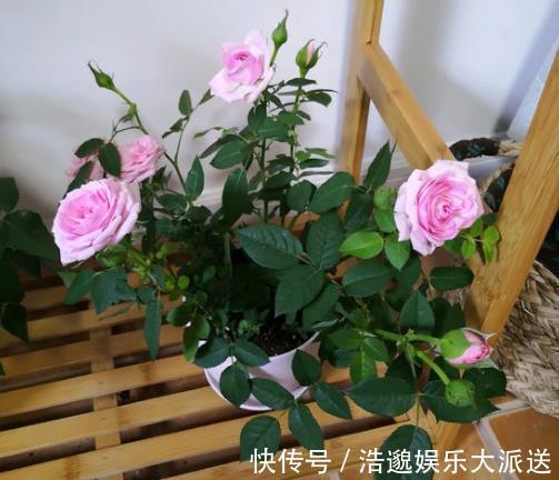 什么果皮水、淘米水都不如“1勺它”，养花没异味，养分充足！