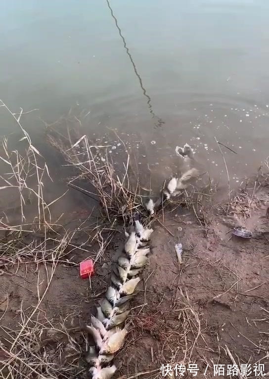 河北一男子钓上十几斤鲫鱼，用绳串在一起拖着走，网友们却怒了