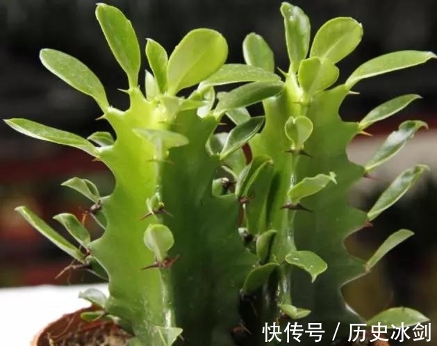 客厅养花有“讲究”,这3种树养1盆,好看又养眼,还能带来好运气