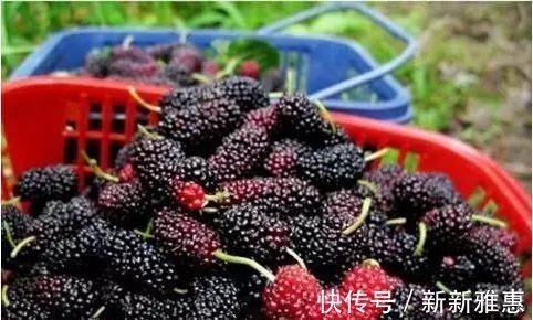 养胃|6种食物都是天然“养胃药”，每天吃一点，胃病或会“不医而愈”