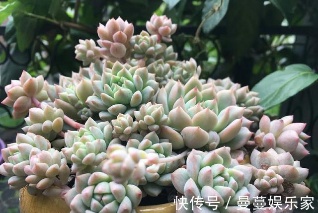 盆栽种|多肉植物用瓷盆栽种还是塑料盆好多肉植物有哪些养殖技术