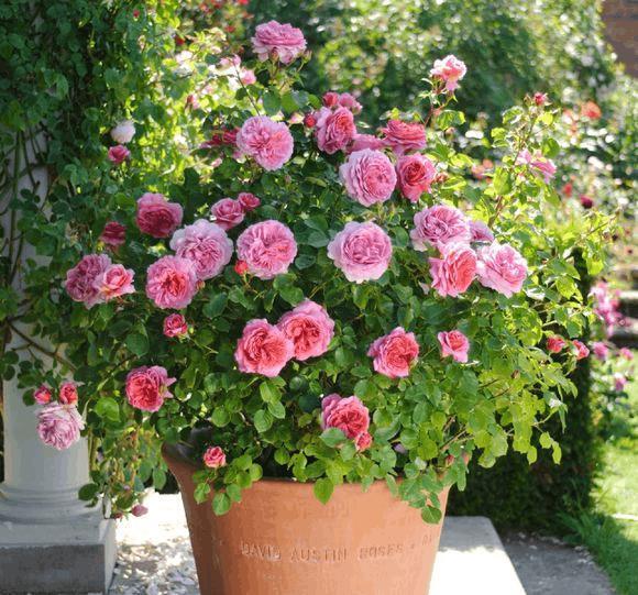 养花别老是傻傻的浇水,这样做,爆花容易