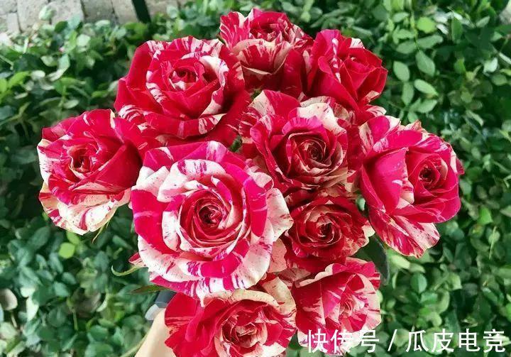 月季总是黄叶，没生机，原因都在这里，看看你属于哪一个