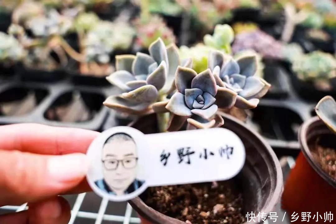 多肉|这几种肉肉耐高温,休眠时间短,喜欢多肉的你值得拥有