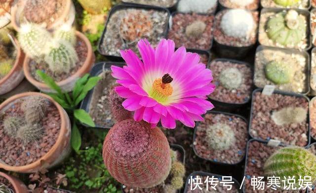 仙人球烂了别急!狠狠心“使劲砍”,十天又冒根,起死回生