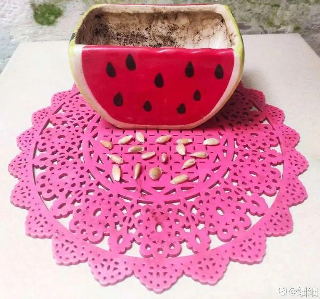 玉米棒子插盆里,7天冒出小森林,比绿萝吊兰好看