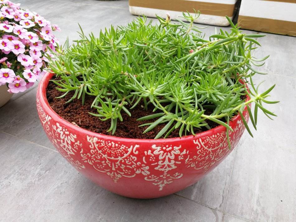 悄悄告诉你,此5种花,掐个叶就生根,懒人都能养开花