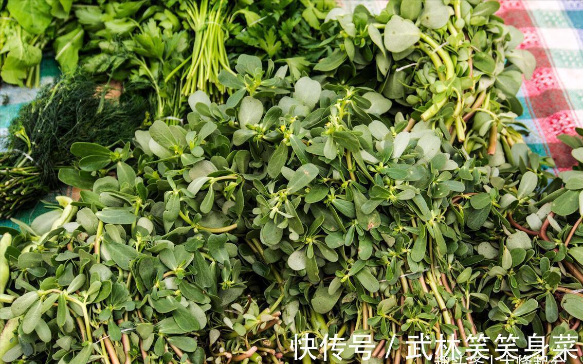 焯水|马齿苋,别再焯水排酸了,教你一招,鲜美好吃,不苦不涩不发酸
