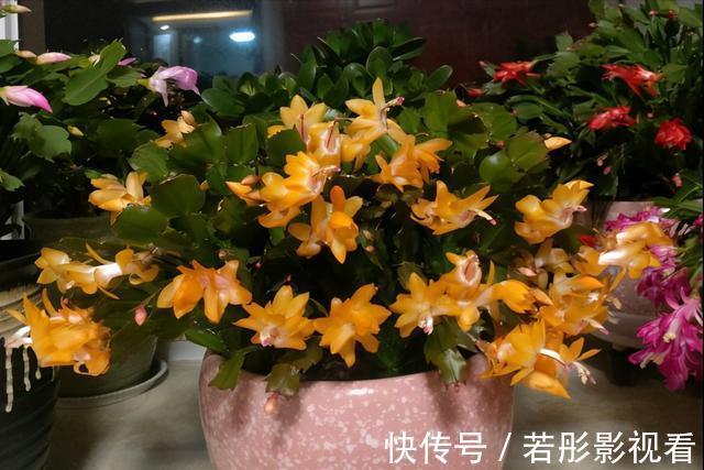 阳台上|蟹爪兰软趴趴?它有“6怕”,避开后,叶片硬如铁,开成大花树