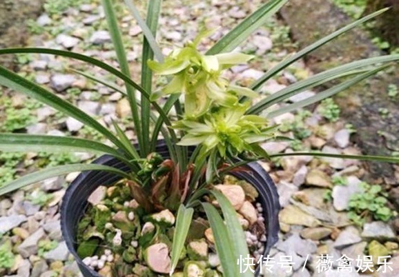 别总用“淘米水”了,给兰花用点“它”,轻轻松松花香四溢