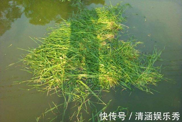 鲤鱼|弄明白这几句话,野钓找鱼窝,简直易如反掌