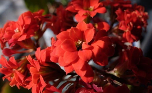 家里的长寿花没精神,一碰还掉叶,试试这些技巧,花儿美叶儿绿