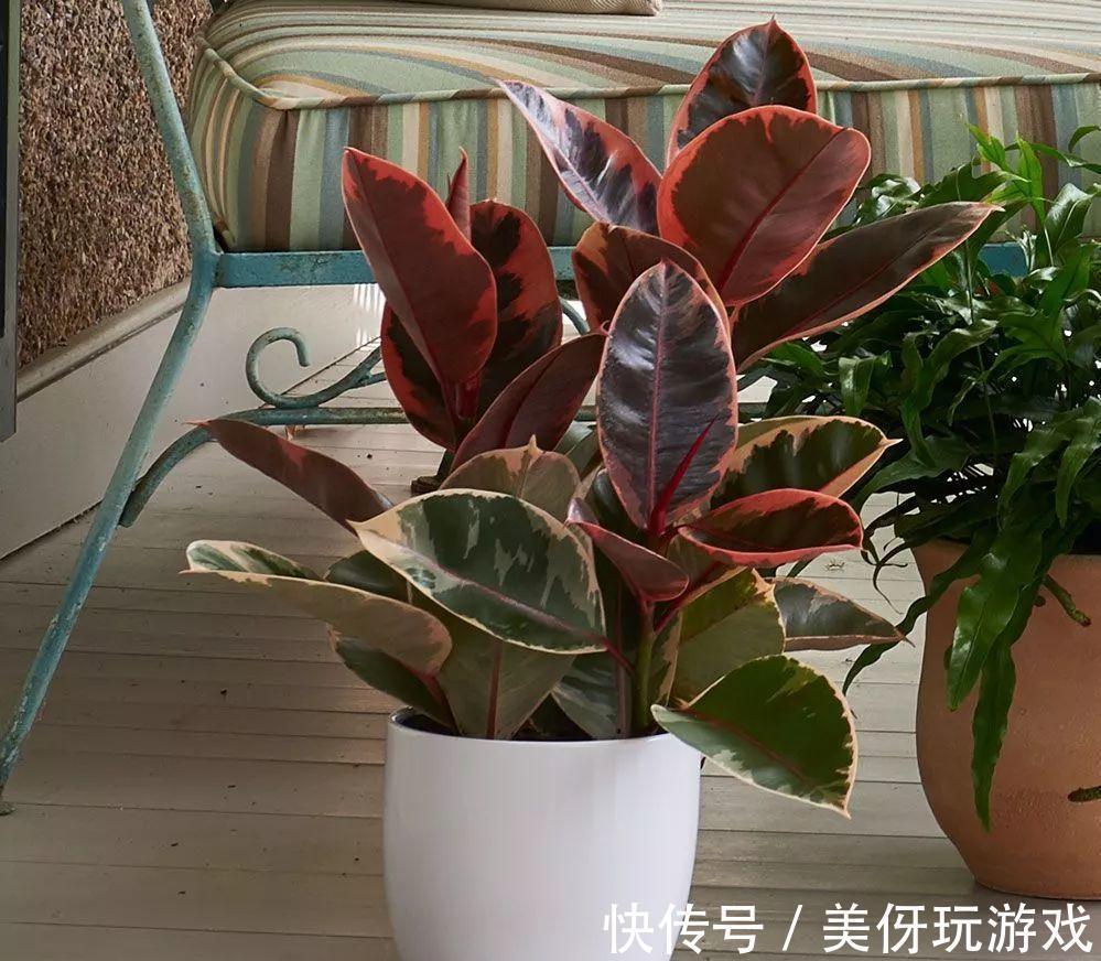 人养花,花亦养人!这八种“能养人”的健康花,建议至少养一种