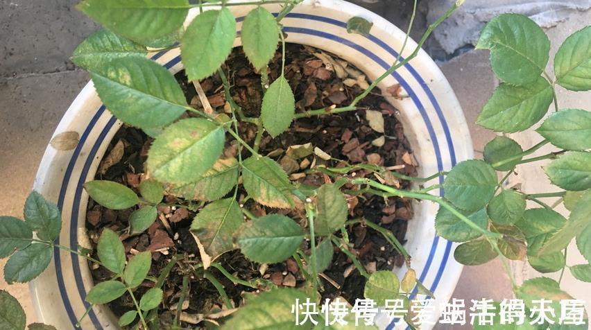 蚧壳虫|养月季,不用怕蚧壳虫、红蜘蛛、蚜虫,这么一处理问题全解决了