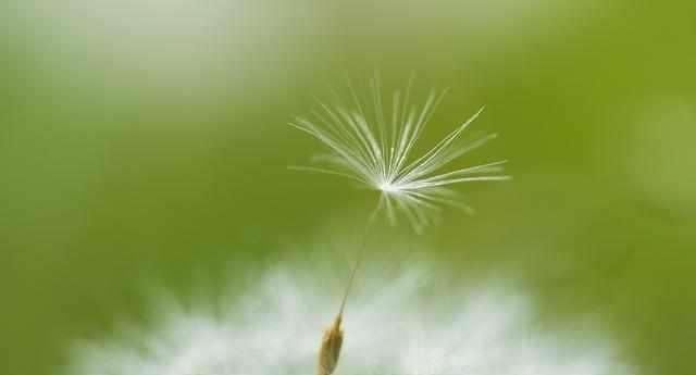 志趣|诗说蒲公英飘似舞,絮如纱,秋来志趣向天涯