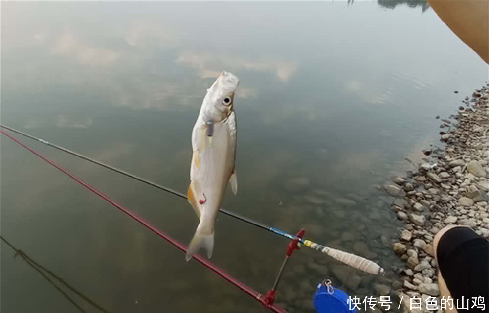 地形|夏季钓翘嘴，钓位的选择技巧，翘嘴的大小不同，喜欢的地形有差异