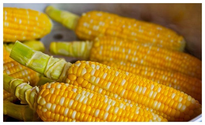 玉米|保存玉米,有人先煮后冻,有人直接冻,这么做才对!玉米鲜甜如初