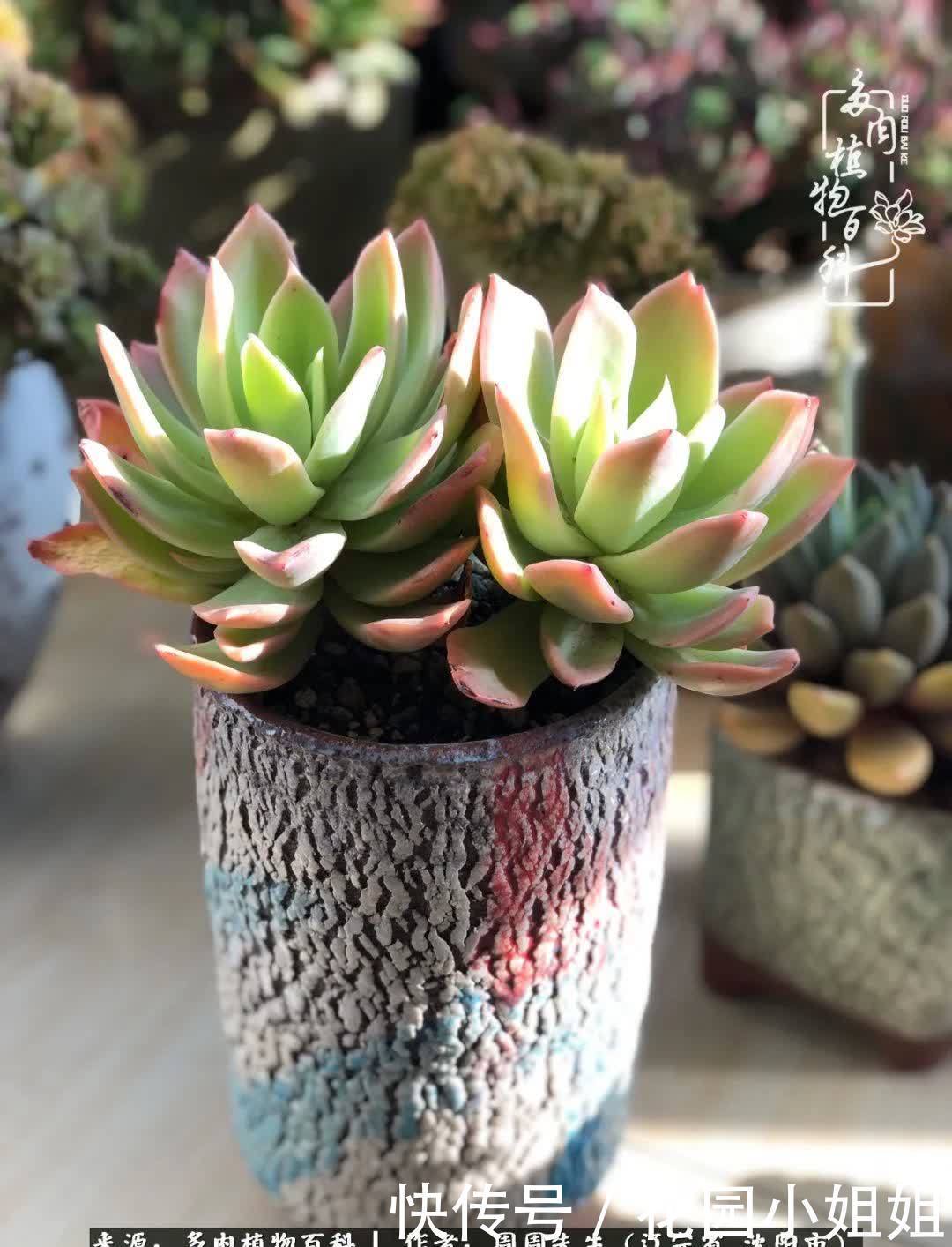 不羡鸳鸯不羡仙,只羡东北来春天!多肉冬去春来!