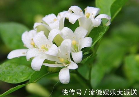 除虫菊除虫菊|夏季养花试试这几朵,天然的驱蚊盆栽,好看好养活
