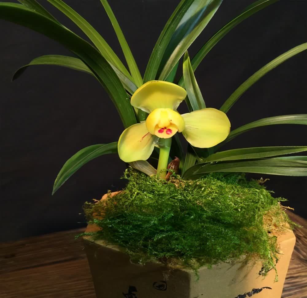 春兰花苞不长个，这是3个原因造成的，处理一下就恢复生长