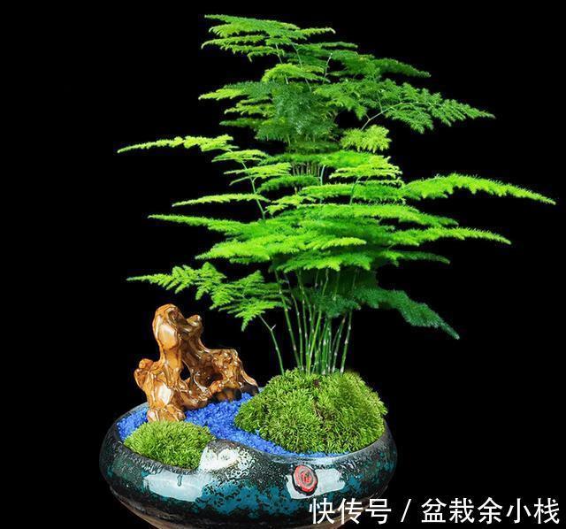 月季|新手养花“黑名单”,新手最好敬而远之,这些花买了也养不活