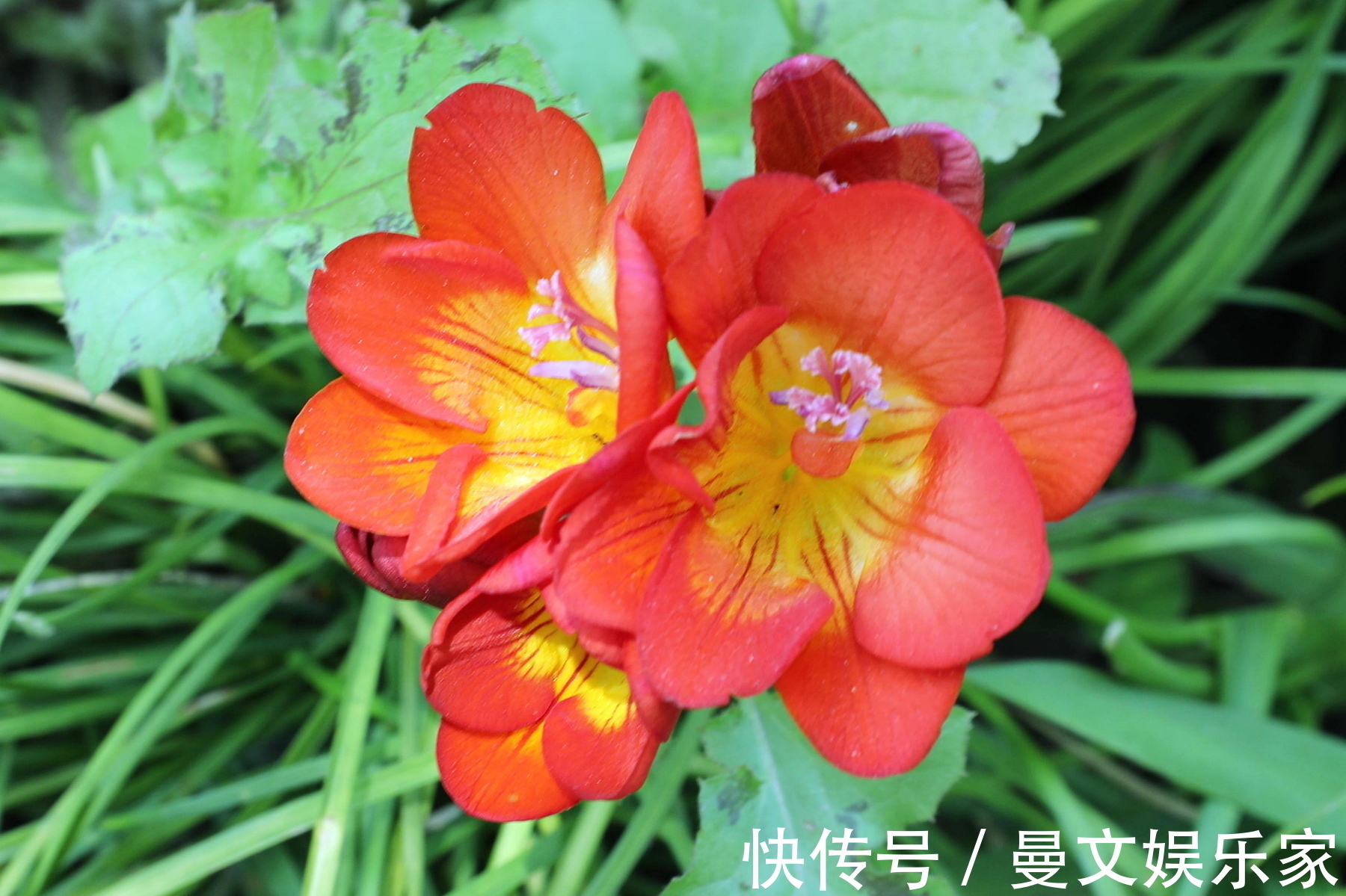 此花花香清幽似兰,花色纯白如雪,常用于沐浴乳的原料之一