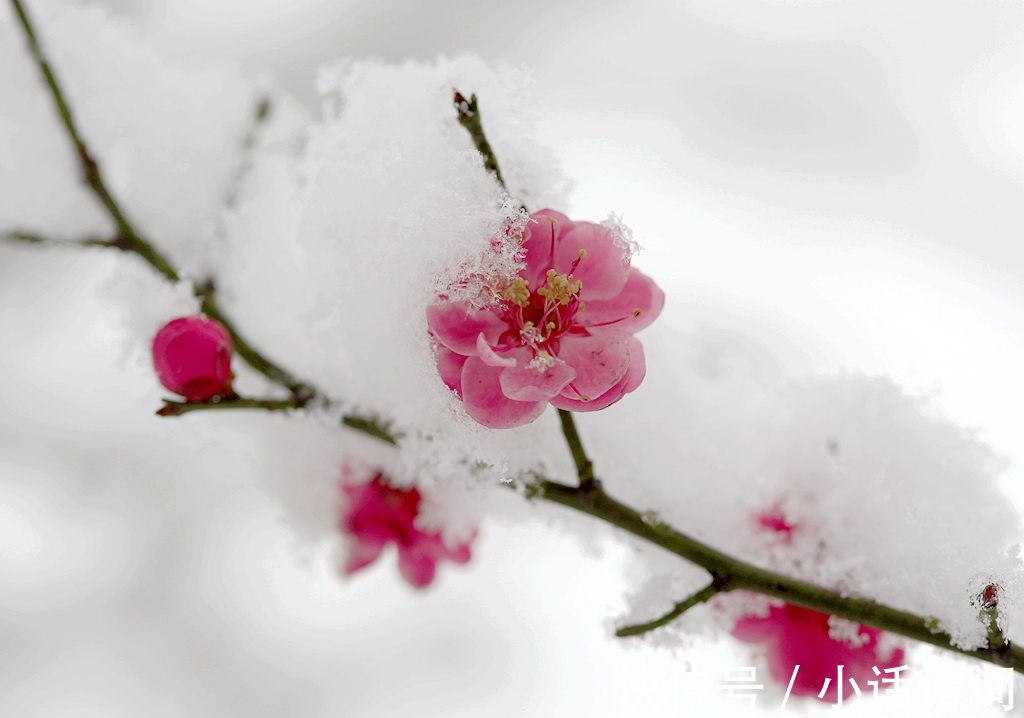 词人@姜夔在苏州赏梅时,一连写下两首咏梅词,为何都能好评如潮?