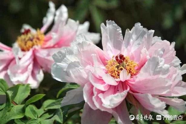 泉城公园牡丹园花都开好了，朵朵娇艳吸睛无数