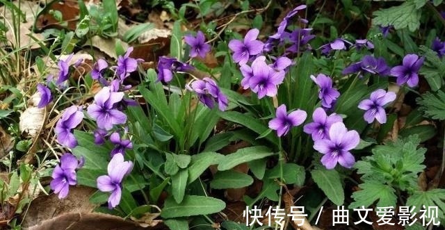 神王|农村一种野草叫“紫花地丁”,过去当喂猪草,殊不知是名贵中草药