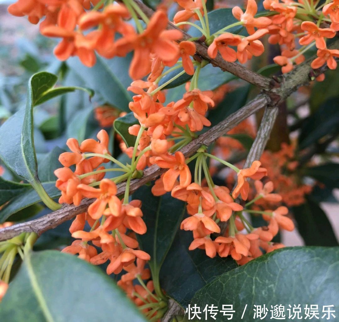 养护|朱砂桂花喜迎中秋节，开花爆盆的朱砂桂太美，眼馋了朋友来围观